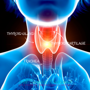 thyroid gland 